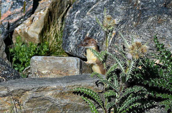 DSC_6919_edited - 2026-08-02
