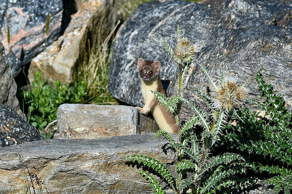 DSC_6920_edited - 2026-08-02