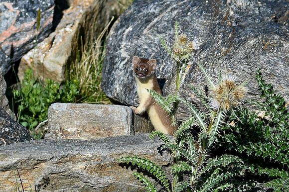DSC_6921_edited - 2026-08-02