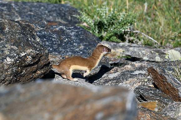 DSC_6930_edited - 2026-08-02