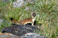 2026-08-02 - RMNP - August Adventures