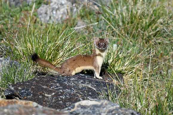 DSC_6935_edited-Long-tailed weasel - 2026-08-02