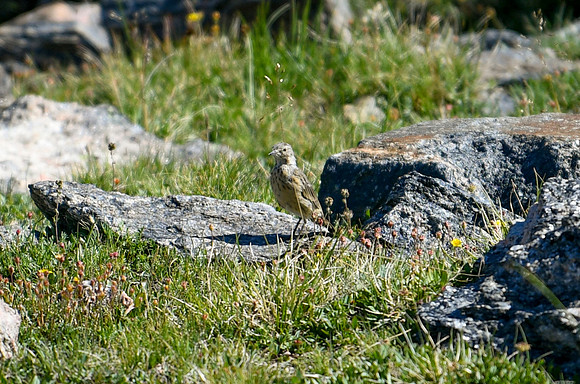 DSC_6975-American Pipit_edited - 2026-08-02