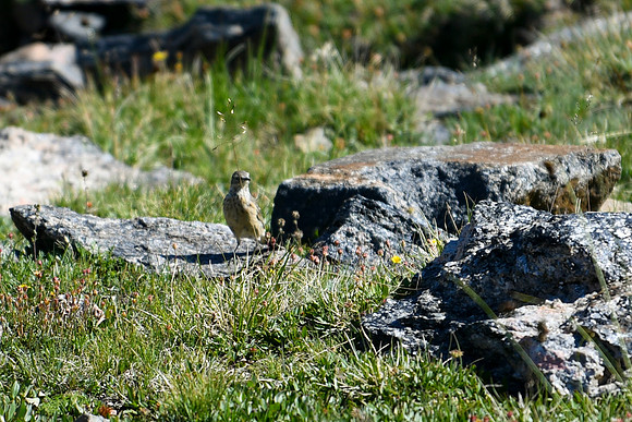 DSC_6977_edited - 2026-08-02