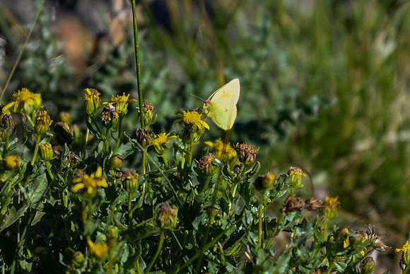 DSC_6865_edited - Clouded Sulphur Butterfly perched on a Dwarf Mountain Ragwort - 2026-08-02