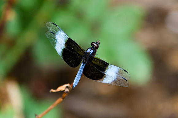 DSC_6637_edited