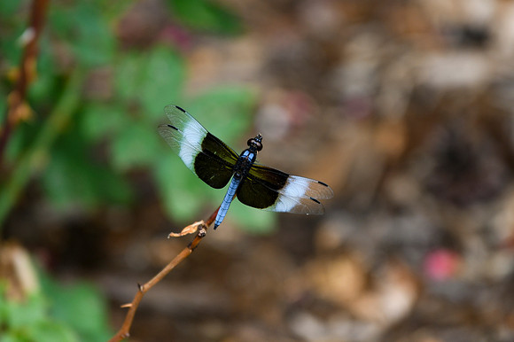 DSC_6628_edited