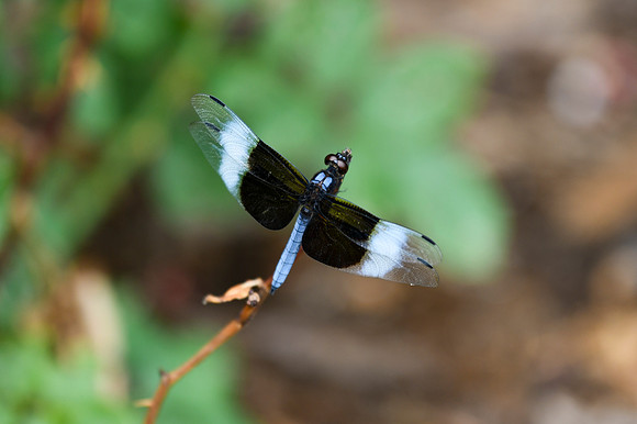DSC_6638_edited
