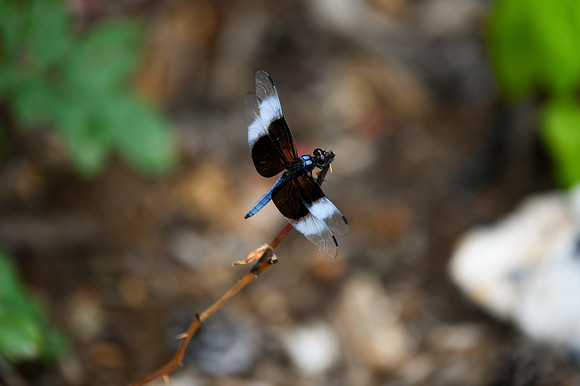 DSC_6646_edited