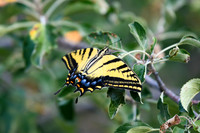 DSC_7007_edited
