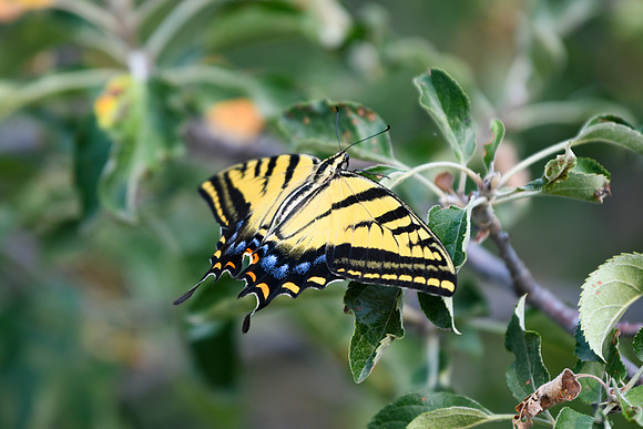 DSC_7007_edited