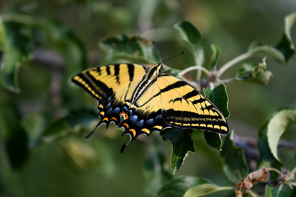 DSC_7017_edited