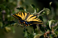 DSC_7021_edited
