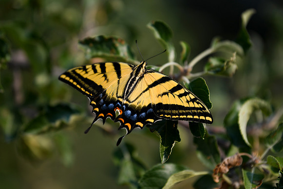 DSC_7021_edited