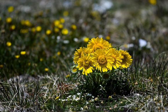 DSC_2767_edited
