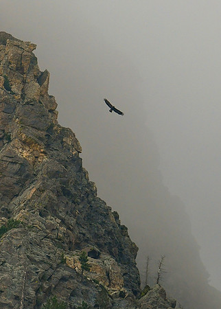 DSC_8341_edited-1 - Golden Eagle soars among the granite spires