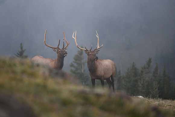 DSC_8497_edited - These boys are curious about the moose.