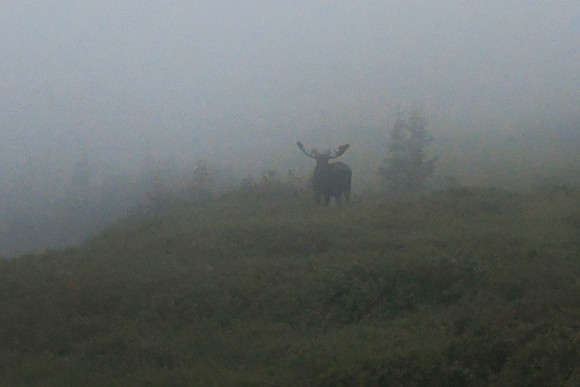 DSC_8710_edited - Moose in the mist