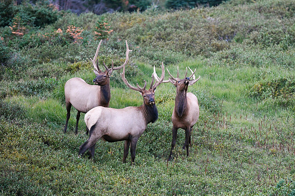 DSC_8639_edited