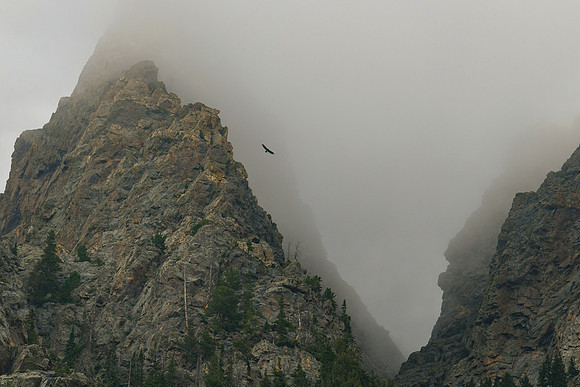 DSC_8341_edited - Golden Eagle soars among the granite spires