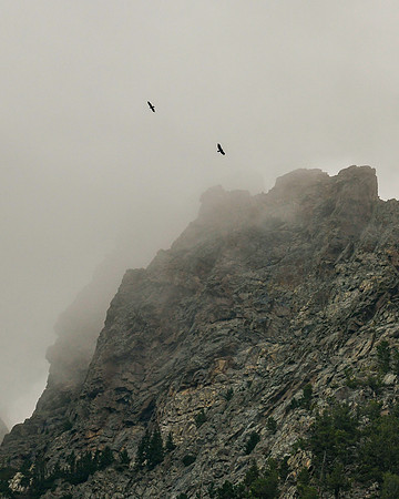 DSC_8263_edited-8x10 - Golden Eagles soar among the Silver Plume Granite spires
