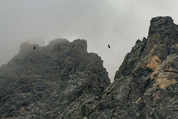DSC_8322_edited - Golden Eagles soar among the Silver Plume Granite spires