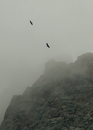 DSC_8262_edited-5x7 - Golden Eagles soar among the Silver Plume Granite spires