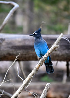 DSC_0367_edited-2 - Stellar's Jay