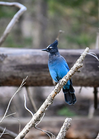 DSC_0367_edited-2 - Stellar's Jay