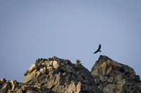 DSC_0411_edited-2 - Golden Eagle