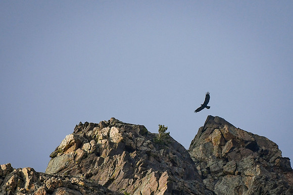 DSC_0411_edited-2 - Golden Eagle