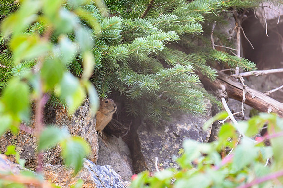 DSC_0399_edited - Pika under the spruce.