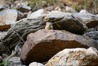 DSC_0453_edited - Pika