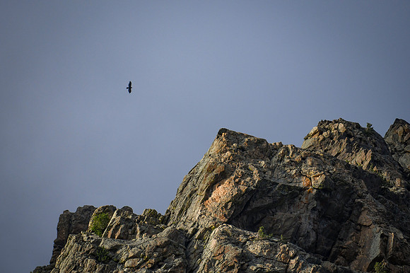 DSC_0408_edited - Golden Eagle
