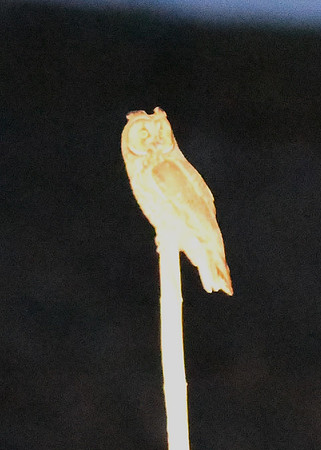 DSC_1052-1 - Short-eared owl