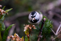 DSC_0599-1 - Mountain Chickadee