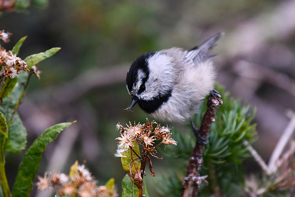 DSC_0620-1 - Mountain Chickadee