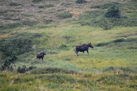DSC_0996-1 - Moose cow and calf-of-the-year