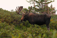 DSC_0865-1