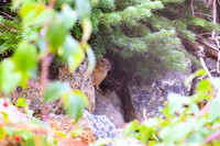 DSC_0399_edited - Pika under the spruce with wild raspberries.