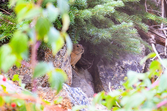 DSC_0399_edited - Pika under the spruce with wild raspberries.