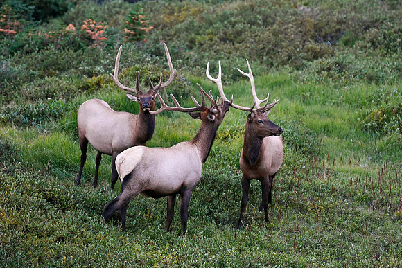 DSC_8635_edited