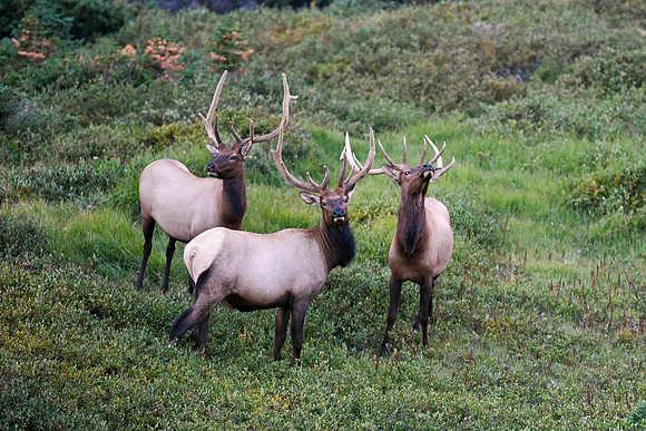 DSC_8638_edited