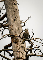 DSC_0500_edited