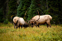 DSC_1438_edited-2