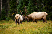 DSC_1433_edited