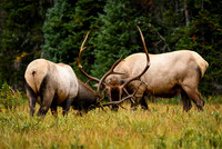 DSC_1438_edited-3