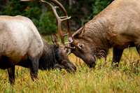 2026-08-29 - RMNP-OFRR - Bulls Sparring