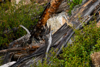 DSC_1309_edited - Pika on a log!