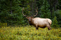 DSC_1336_edited-2